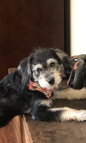 Customer photo review of Girl Floral dog collar/ dog collar bow tie