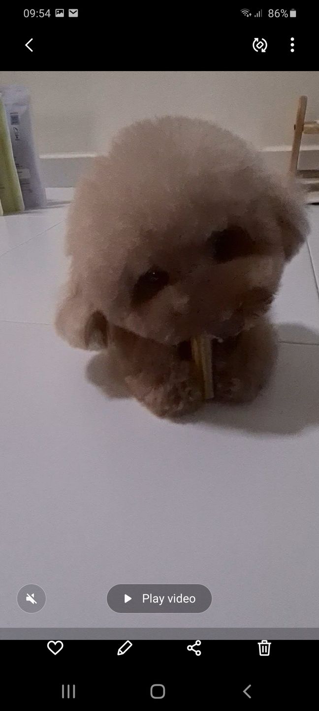 Customer photo review of arrr Dental Chew