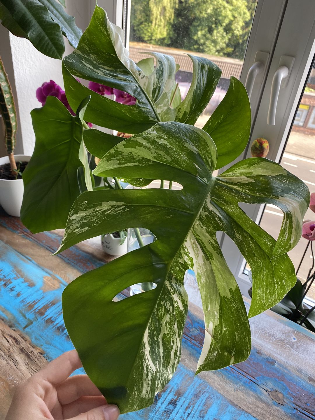 Customer photo review of MONSTERA BORSIGIANA VARIEGATA