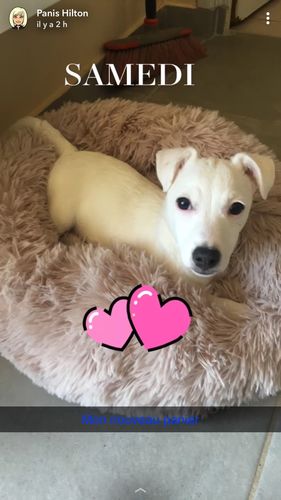 Customer photo review of Lit Apaisant Comfy® |  Pour Chien et Chat