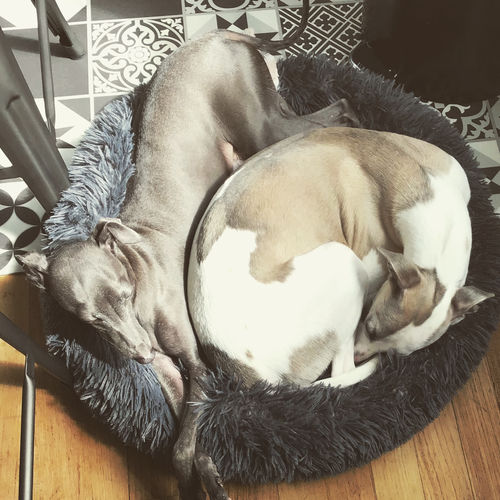 Customer photo review of Lit Apaisant Comfy® |  Pour Chien et Chat