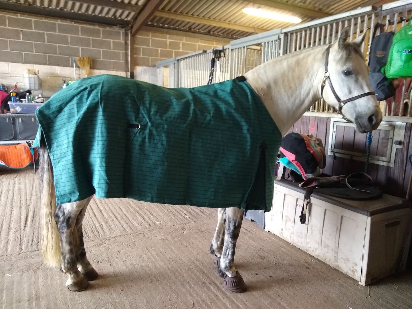 Customer photo review of Canvas Turnout Rug | New Zealand 18oz Wool Lined Rug