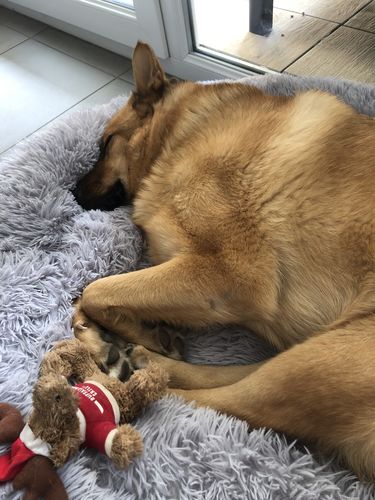 Customer photo review of Lit Apaisant Comfy® |  Pour Chien et Chat