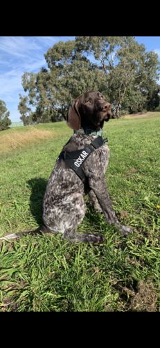 Customer photo review of Dog Friendly Co. Harness