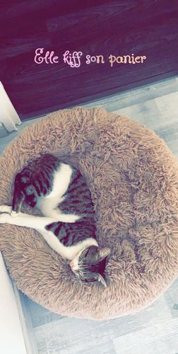 Customer photo review of Lit Apaisant Comfy® |  Pour Chien et Chat