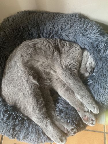 Customer photo review of Lit Apaisant Comfy® |  Pour Chien et Chat