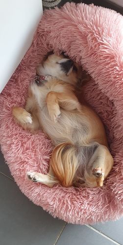 Customer photo review of Lit Apaisant Comfy® |  Pour Chien et Chat
