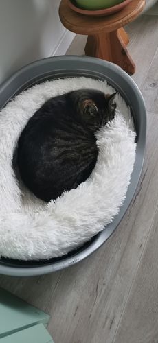 Customer photo review of Lit Apaisant Comfy® |  Pour Chien et Chat