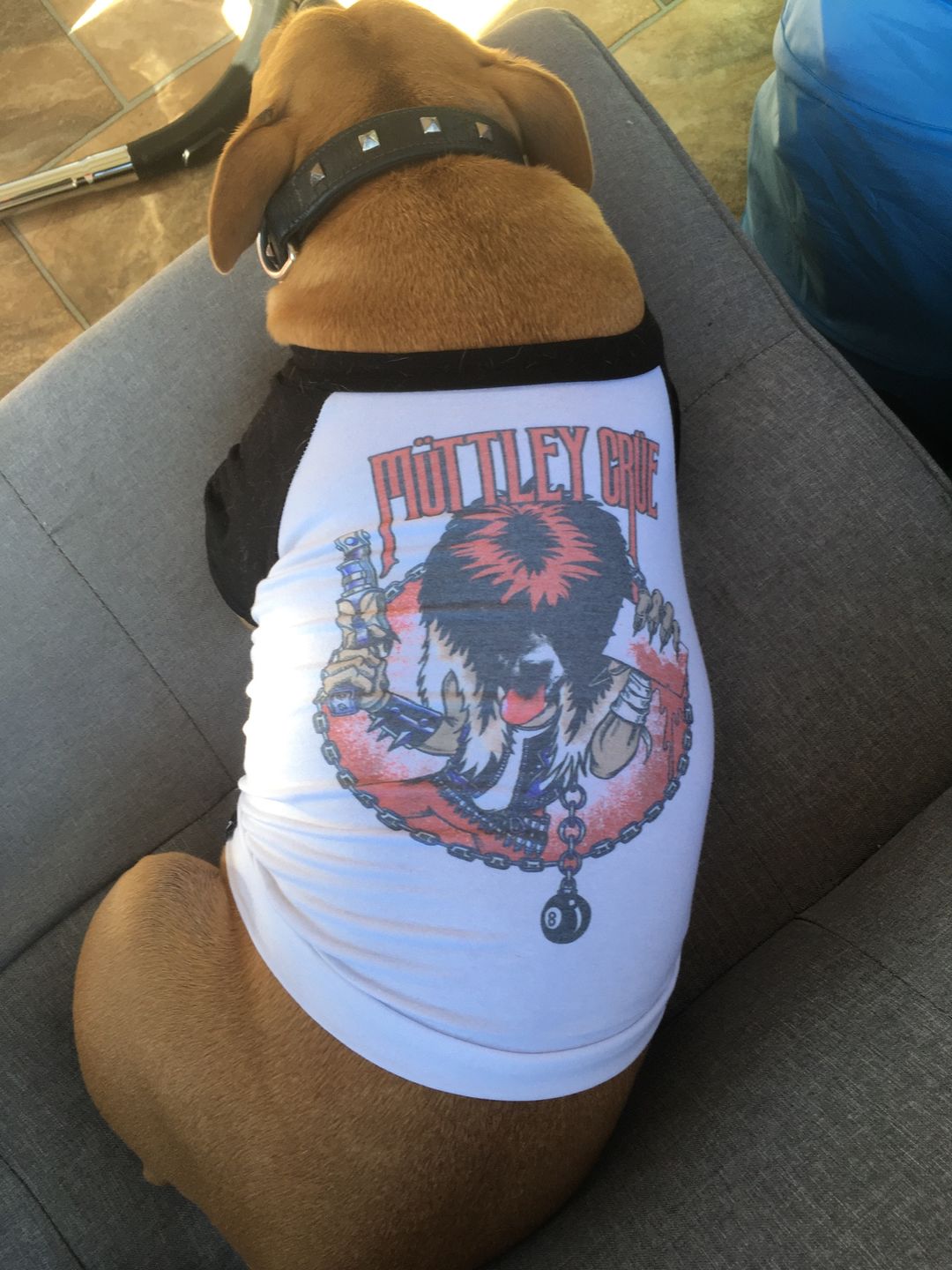 Customer photo review of Muttley Crew Raglan Dog Tee
