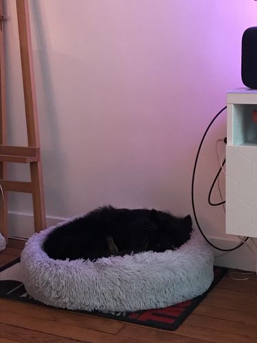 Customer photo review of Lit Apaisant Comfy® |  Pour Chien et Chat