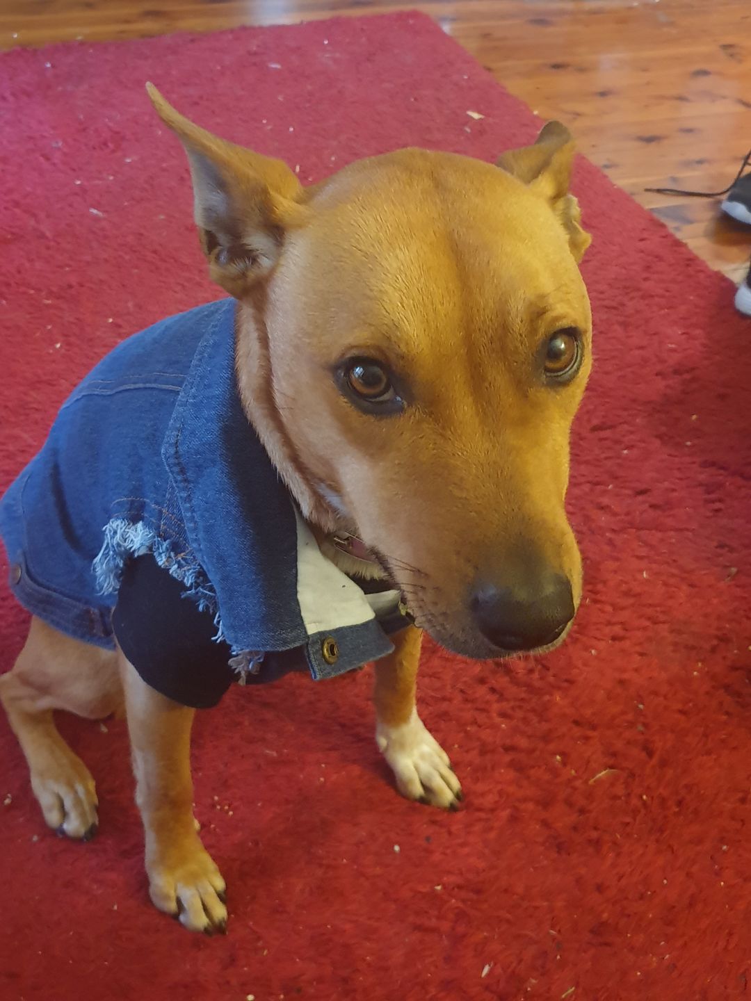 Customer photo review of Rocker Combo - Raglan and Denim Vest