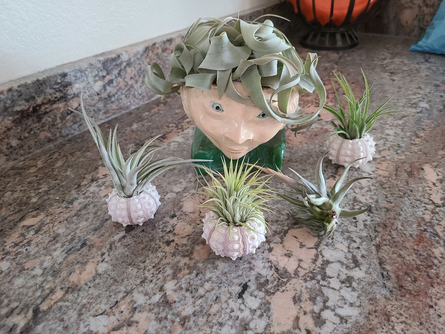 Customer photo review of Harrisii  (Easy Care Plant)  *Cannot Be Shipped Internationally*