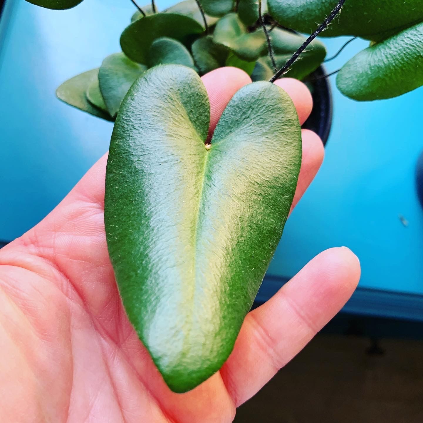Customer photo review of 4" Fern Heart (Hemionitis Arifolia)