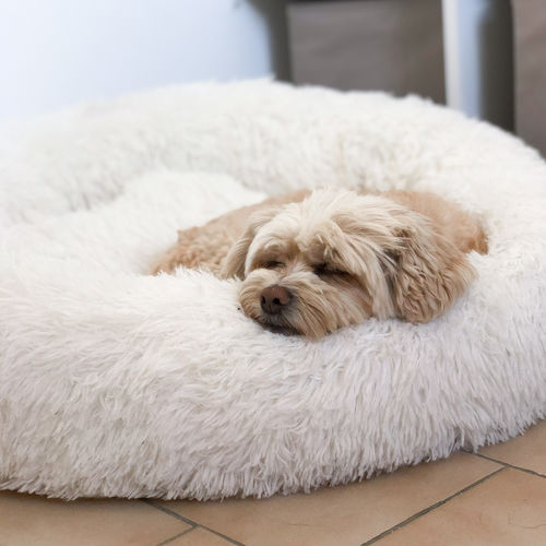 Customer photo review of Lit Apaisant Comfy® |  Pour Chien et Chat