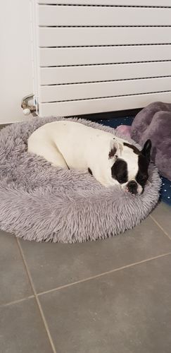 Customer photo review of Lit Apaisant Comfy® |  Pour Chien et Chat