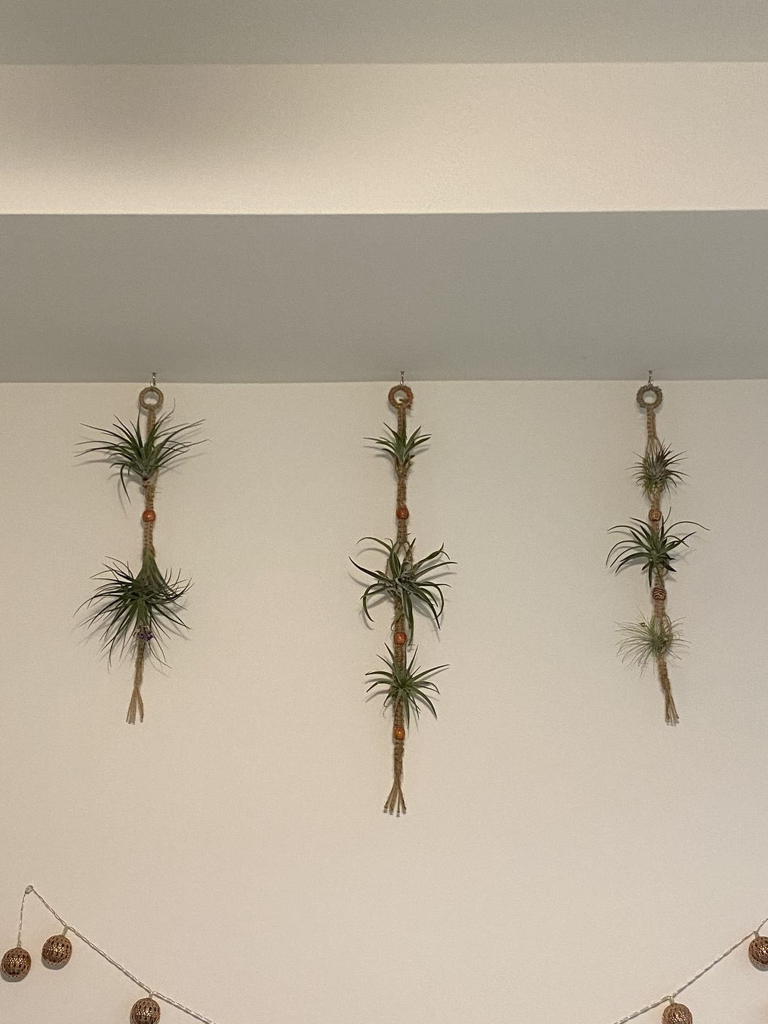 Customer photo review of *6 Pack* Premium Air Plants Mix  *Cannot Be Shipped Internationally*