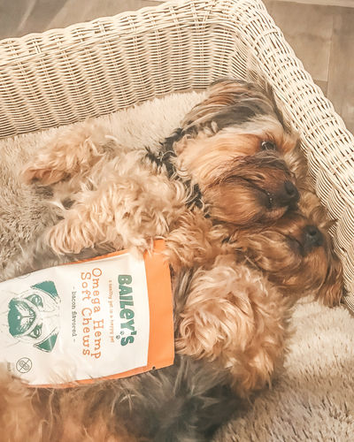 Customer photo review of Bailey's Omega Hemp Soft Chews - Bacon Flavored- 30 Count Bag