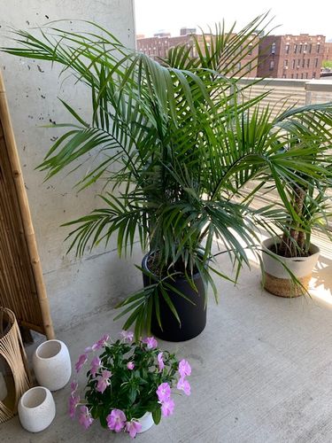 Customer photo review of Large Majesty Palm