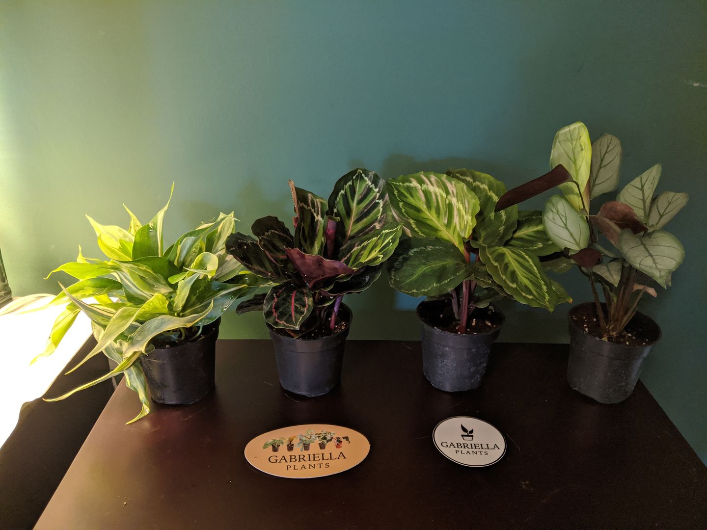 Customer photo review of 4" Calathea roseopicta 'Dottie'