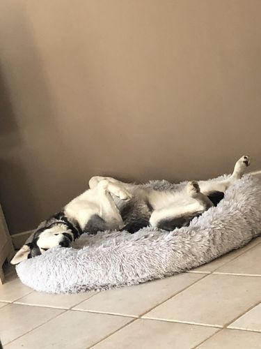 Customer photo review of Lit Apaisant Comfy® |  Pour Chien et Chat