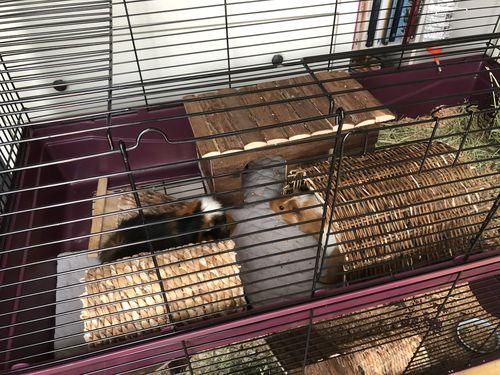 Customer photo review of GuineaDad Liner - Smaller Sizes without Pockets