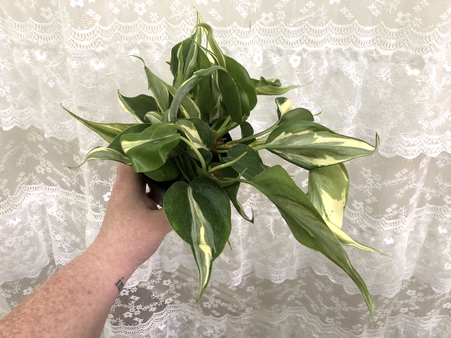 Customer photo review of 4" Philodendron sp. Rio
