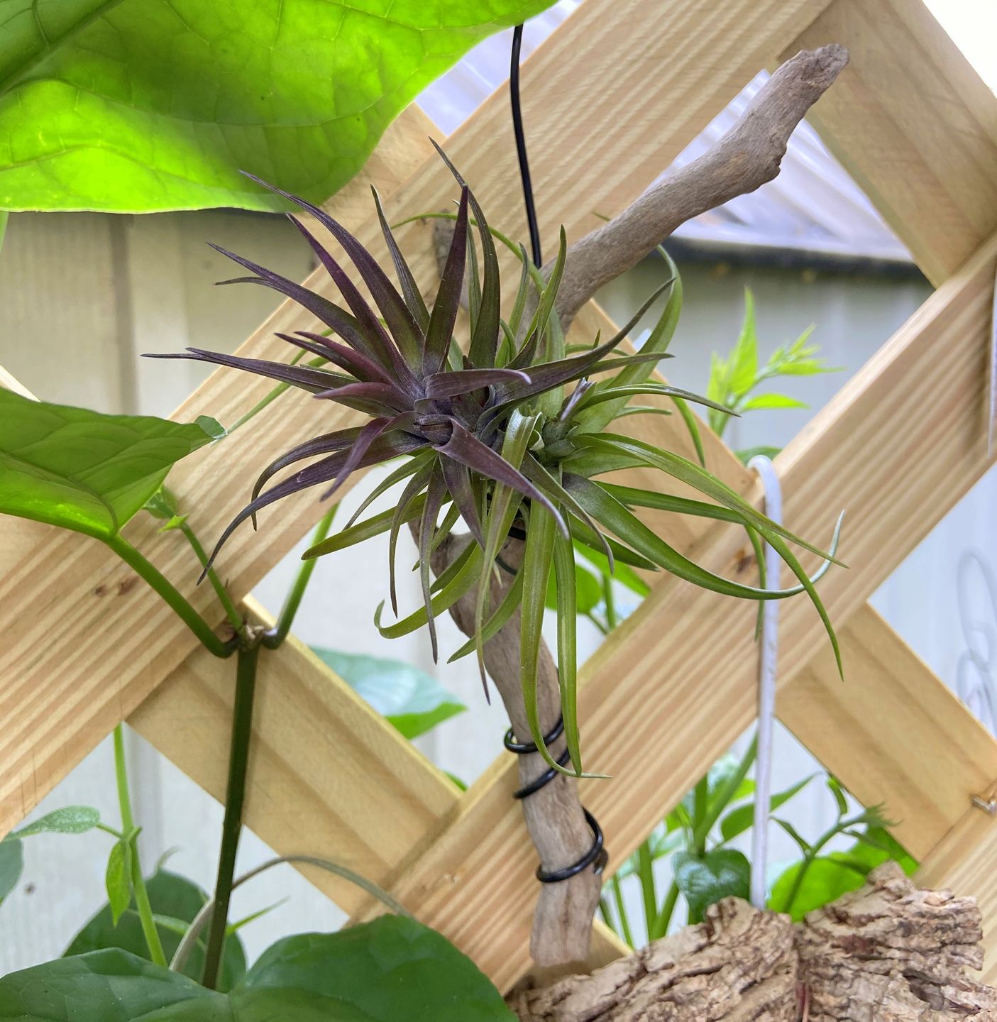 Customer photo review of Tenuifolia Purple Fan