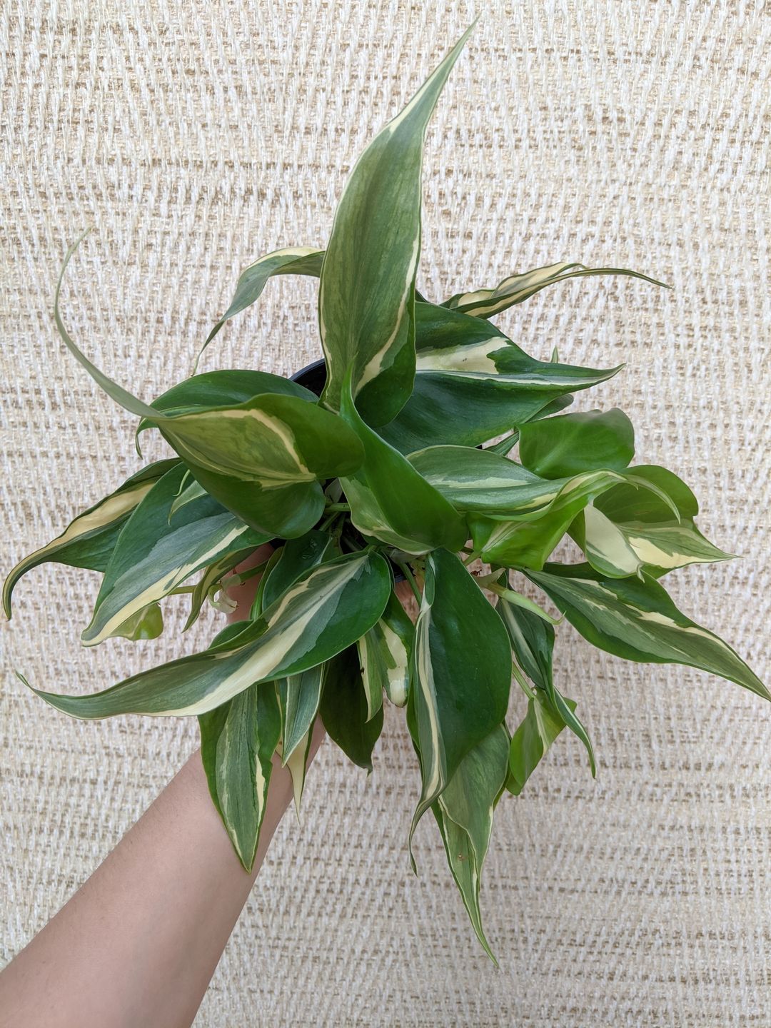 Customer photo review of 4" Philodendron sp. Rio