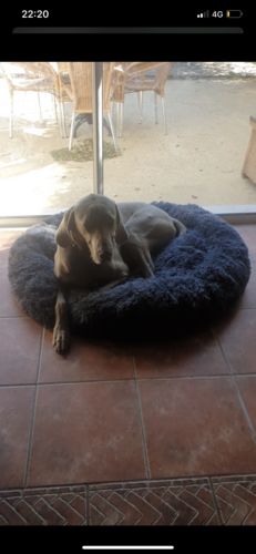 Customer photo review of Lit Apaisant Comfy® |  Pour Chien et Chat