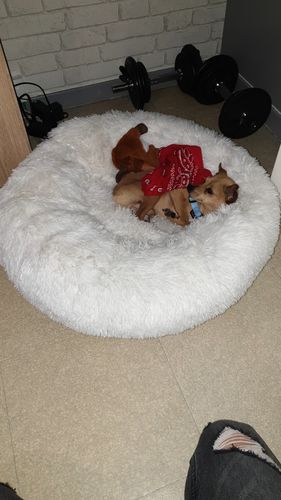 Customer photo review of Lit Apaisant Comfy® |  Pour Chien et Chat