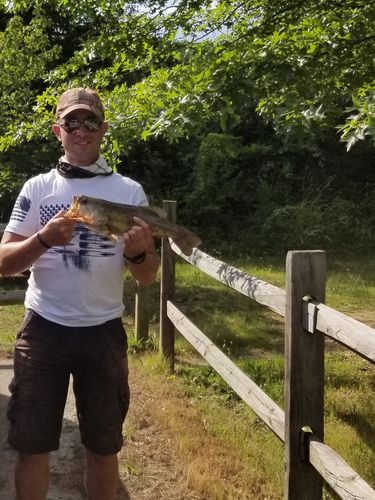 Customer photo review of Headbanger RockerHead 3-pack