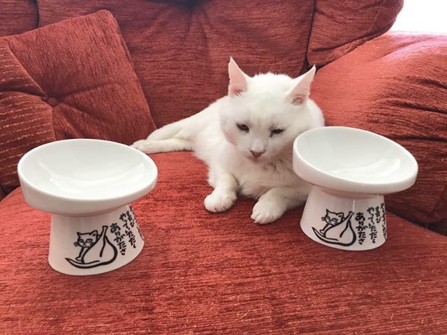 Customer photo review of Neko Raised Bowls