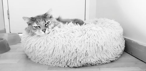 Customer photo review of Lit Apaisant Comfy® |  Pour Chien et Chat