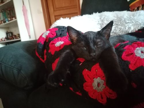 Customer photo review of Lit Apaisant Comfy® |  Pour Chien et Chat