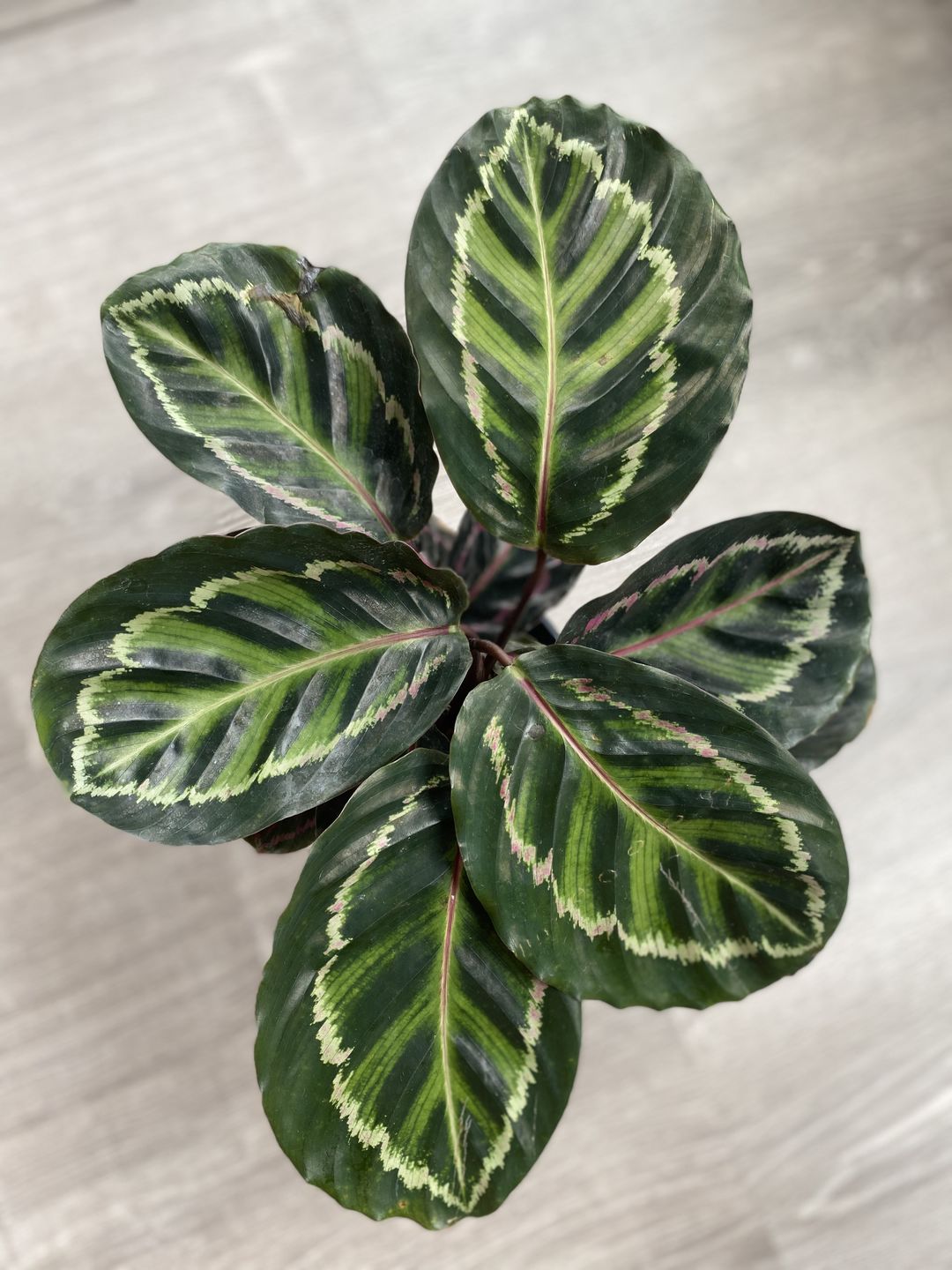 Customer photo review of 4" Calathea roseopicta 'Dottie'
