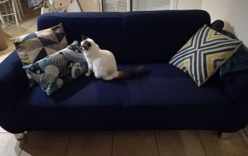 Customer photo review of Bleu marine - Housses 100% Waterproof et Ultra résistantes Extensibles de Fauteuil et Canapé - La Maison des Housses