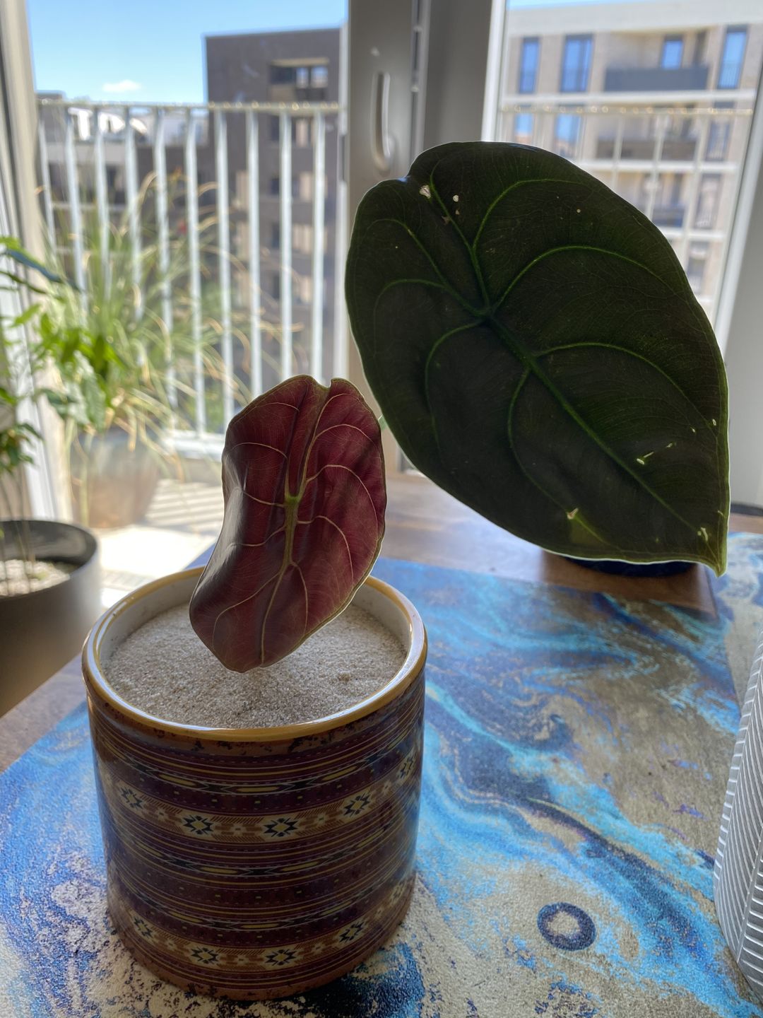 Customer photo review of ALOCASIA CUPREA RED SECRET
