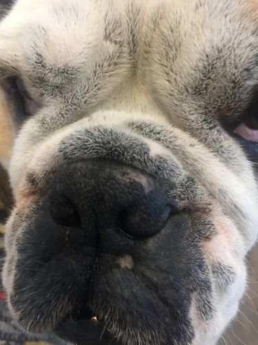 Customer photo review of Tips & Toes - Nose and Paw Balm