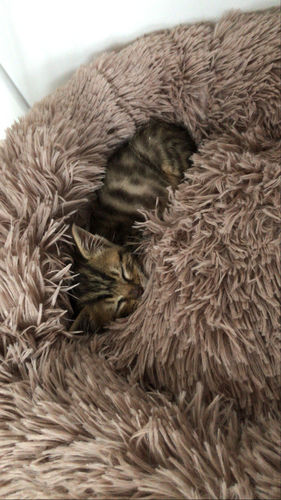 Customer photo review of Lit Apaisant Comfy® |  Pour Chien et Chat