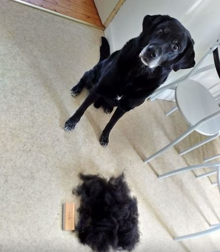 Customer photo review of Brosse Anti-Poils Chien, Chat, Cheval, Lapin | Original | Pilpoil®