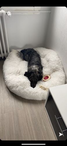 Customer photo review of Lit Apaisant Comfy® |  Pour Chien et Chat