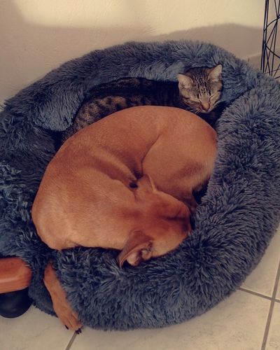 Customer photo review of Lit Apaisant Comfy® |  Pour Chien et Chat