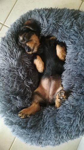 Customer photo review of Lit Apaisant Comfy® |  Pour Chien et Chat