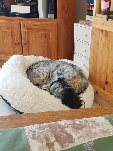 Customer photo review of Lit Apaisant Comfy® |  Pour Chien et Chat