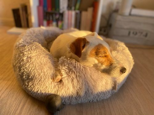 Customer photo review of Lit Apaisant Comfy® |  Pour Chien et Chat