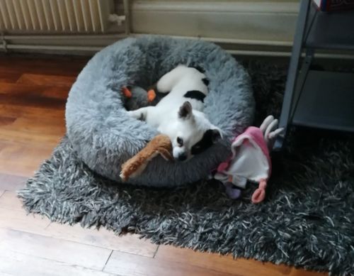 Customer photo review of Lit Apaisant Comfy® |  Pour Chien et Chat