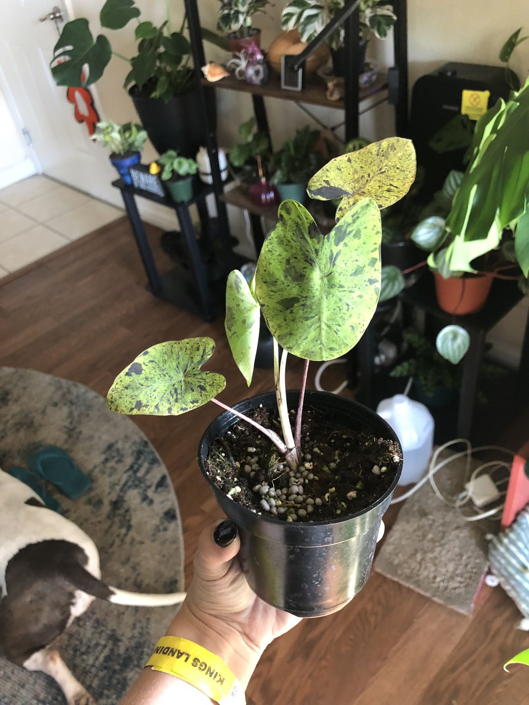 Customer photo review of 4" Colocasia Mojito