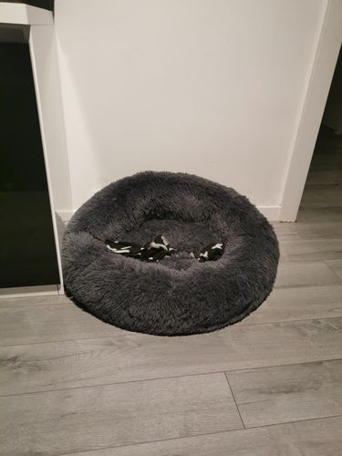 Customer photo review of Lit Apaisant Comfy® |  Pour Chien et Chat