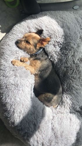 Customer photo review of Lit Apaisant Comfy® |  Pour Chien et Chat