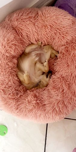 Customer photo review of Lit Apaisant Comfy® |  Pour Chien et Chat